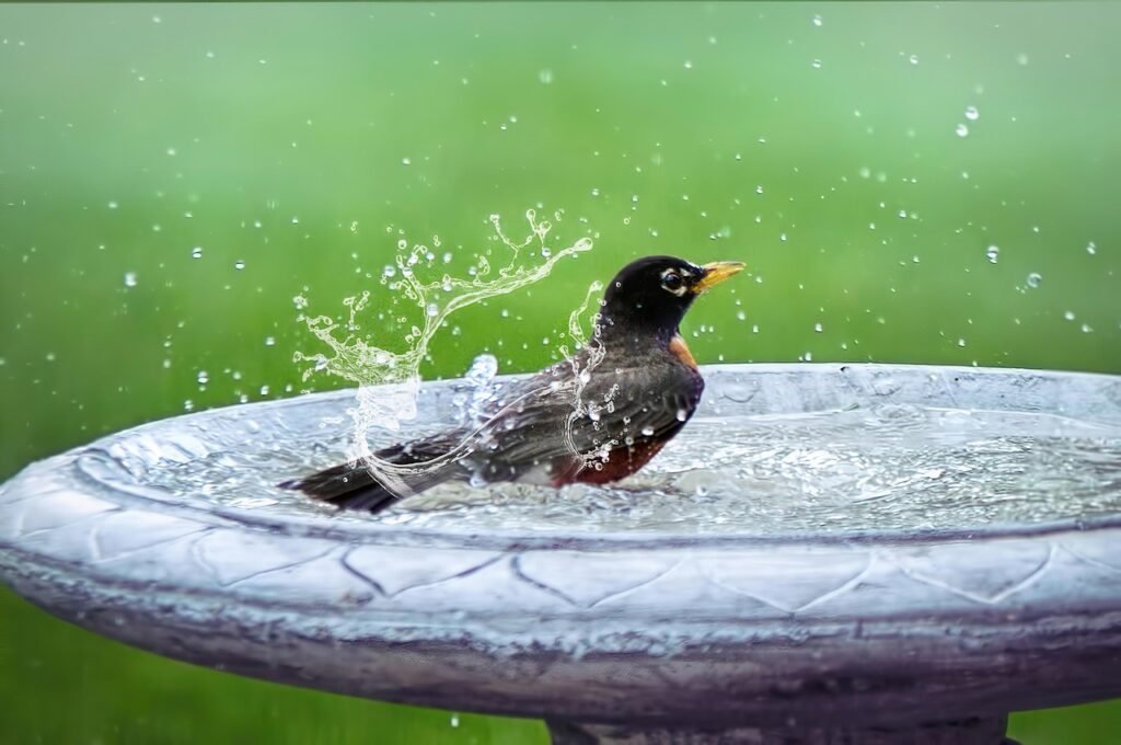 bird bath, splashing, bird in bath, bird, summer, bathing, wildlife, cute, washing, nature, robin, bird bath, bird bath, bird bath, bird bath, bird bath, bird, bird, robin, robin