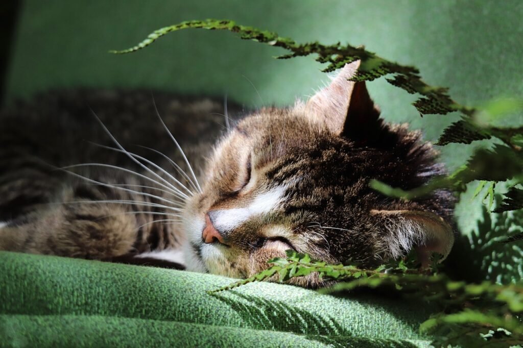 tomcat, animal, cat, domestic cat, pet, european shorthair, tabby, whiskers, sleeping